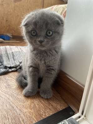 Котики скоттиш фолд и скоттиш страйт