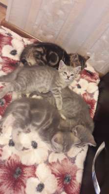 Продам британских котят в Белово фото 4