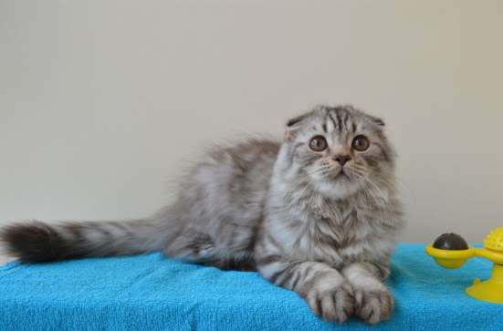 Шотландский котенок