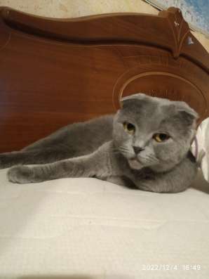Шотландские котики