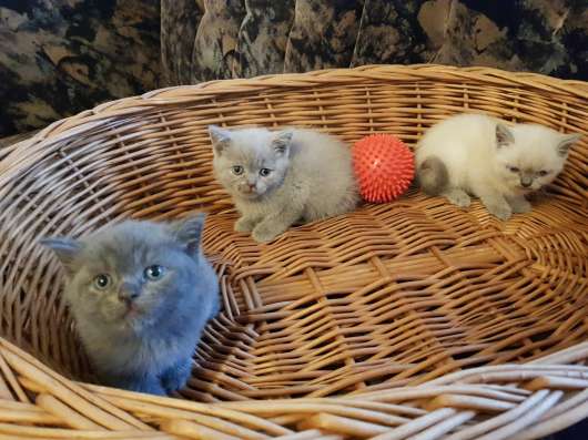 Шотландские элитные котята фото 3