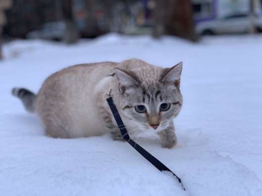 Отдам бесплатно кошек