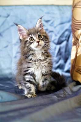 Клубный котенок Мейн Кун в Москве