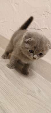 Продам шотландского котёнка в Москве фото 5