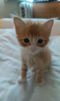 Котята в Пятигорске