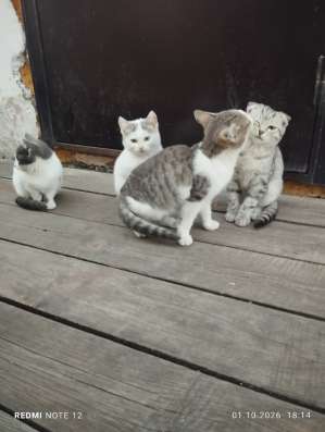 Отдам котят