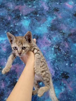 Отдам котят в добрые руки фото 8