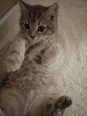 Котенку 2 месяца лорд