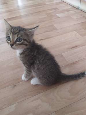 Котята бесплатно!