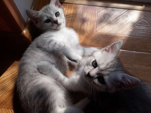 Продаю шотландских котят в Судаке фото 4