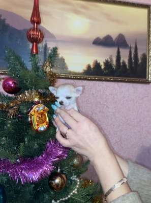 Микро чихуахуа фото 3