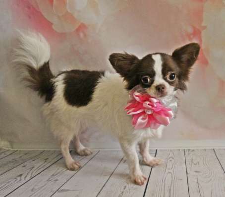 Female chihuahua longhair, of different ages фото 4