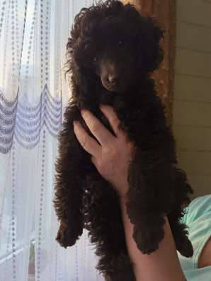 Чудо шоколадный пудель в Москве фото 3