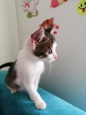 Котята ищут хозяев в Нижнем Новгороде фото 7