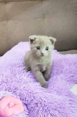 Британские котята фото 7