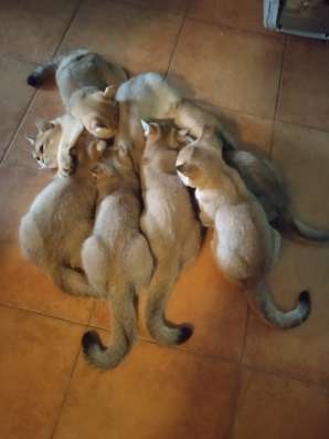 Продам котиков британских фото 3