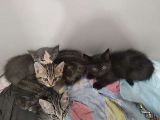 Отдам котят в Шадринске