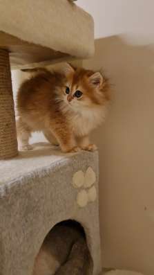 British longhair Ny11 female
