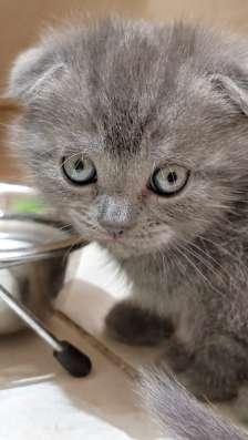 Котята скотиш фолд фото 4