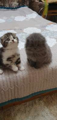 Шотландские котята