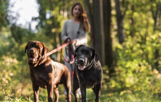 Go for a walk dogs