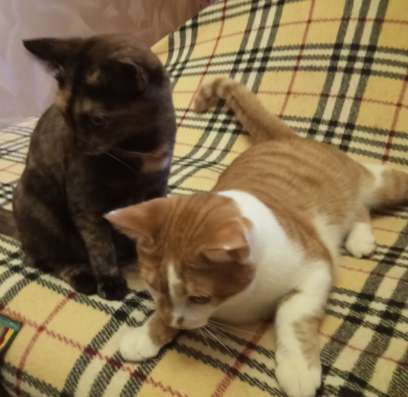 Котята девочки рожден от нашей кошки в Москве