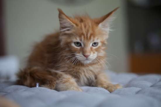 КОТЯТА ПОРОДЫ МЕЙН-КУН в Москве фото 7