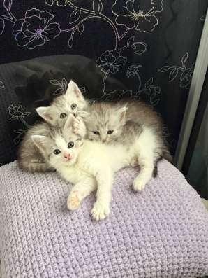 Котята в добрые руки