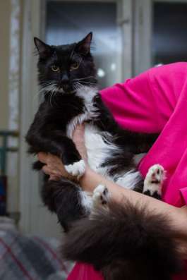 Котенок черный Болек в дар!