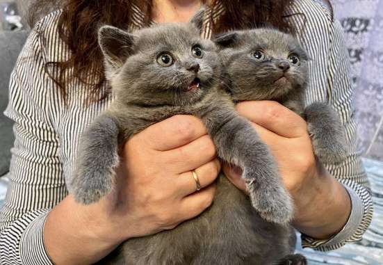Шотландские вислоухие фото 4