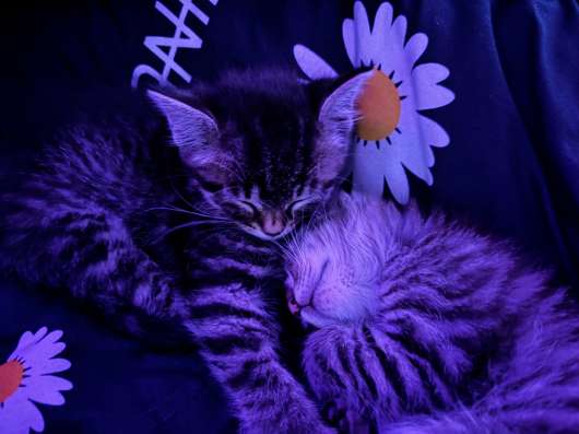 Котята?? в Чите