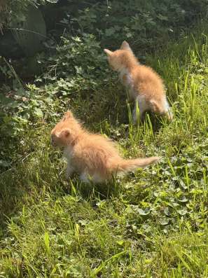Котята в Кашире