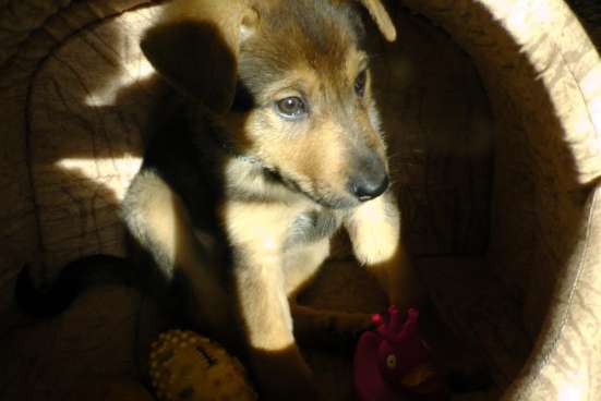 Щенок в дар, в добрые руки фото 3