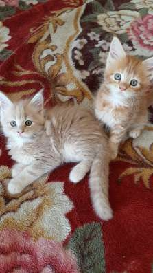 Котята Мейн-кун в Тольятти фото 8