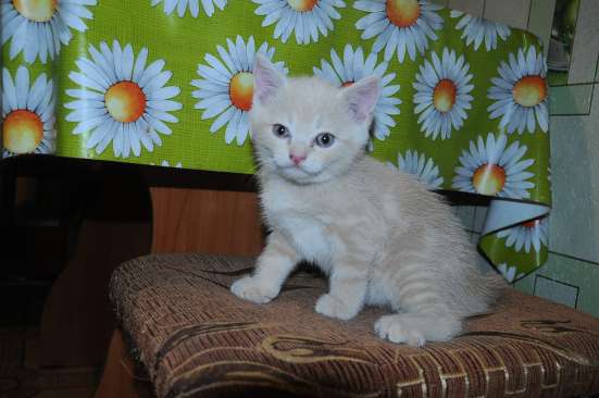 Шотландские котята фото 3