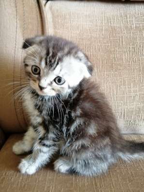 Шотландские котята фото 24