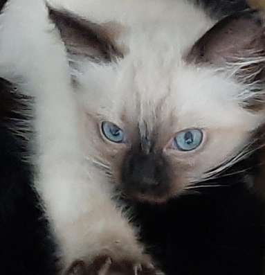 Сиамские котята