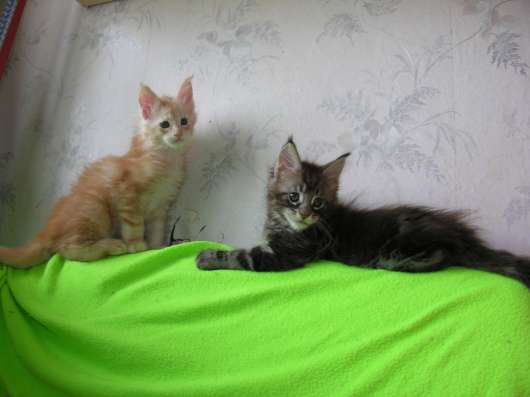 Котята породы Мейн-Кун мальчики и девочки в Брянске фото 3