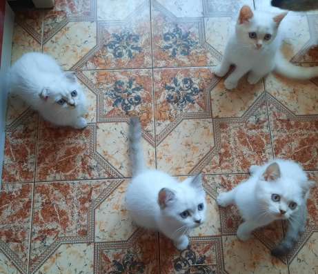 Шотландские котята в Краснодаре