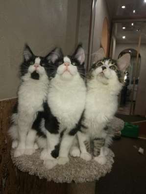 Котята Мейн Кун 3,5 месяца фото 4