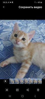 Подарю ласковых котят