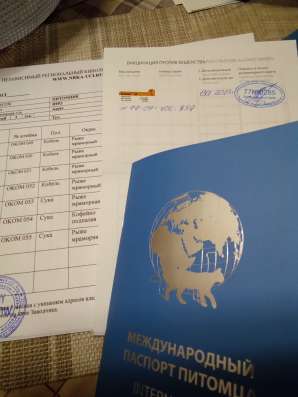 "Таксащенки#купитьвмоскве#рыжиймрамор в Москве