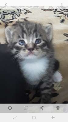 Котёнок для вас