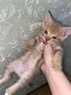 Отдам котенка Лео в Тюмени фото 3