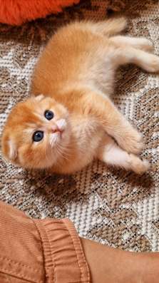 Шотландские котята в Анапе фото 16