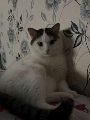 отдам кота в добрые руки