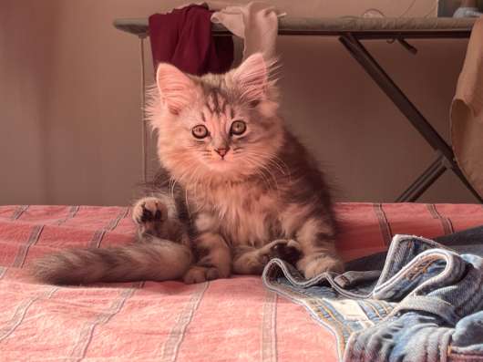 Котята в Румянцево