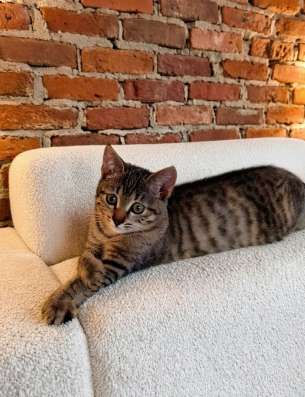 Котенок в добрые руки