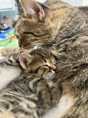 Котятки в дар в Видном фото 4