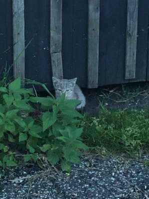 SOS котёнок и кошка в Москве фото 3